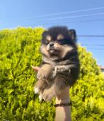 Mini  rasechte pomeriaan pups, België, Particulier, Keeshond, 8 tot 15 weken