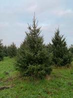 Super lot kerstbomen te koop, Ophalen of Verzenden