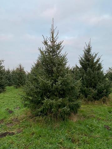 Super lot kerstbomen te koop  beschikbaar voor biedingen