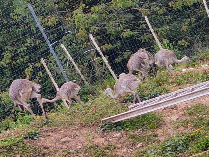 — Naturel et chaleureux :
Je propose 1  superbe nandou, gris, Animaux & Accessoires, Animaux Autre, Sexe inconnu, Août