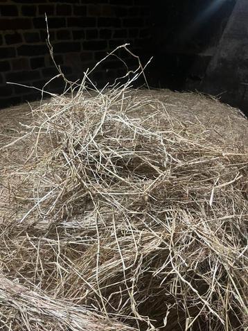 Droog voordroog te koop beschikbaar voor biedingen