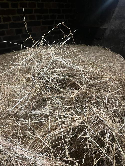 Droog voordroog te koop, Dieren en Toebehoren, Dierenvoeding, Ophalen