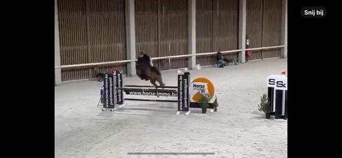 Heel brave makkelijke 8 jarige merrie, Dieren en Toebehoren, Paarden, Merrie