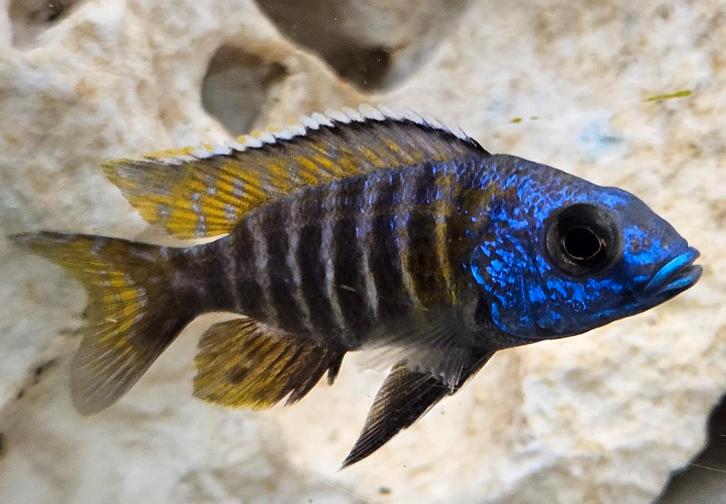 Aulonocara stuartgranti malawi cichliden, Dieren en Toebehoren, Vissen | Aquariumvissen, Zoetwatervis, Vis