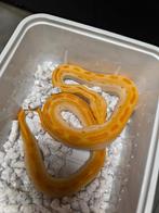 Albino snakes, Dieren en Toebehoren