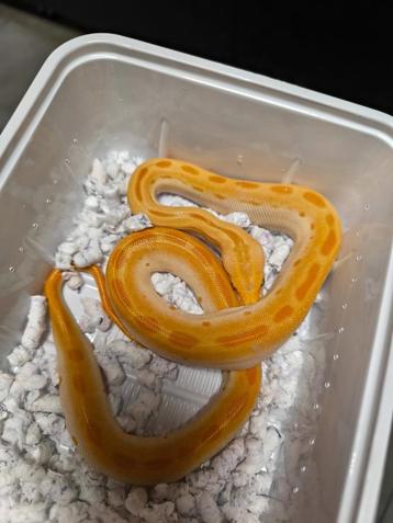 Albino snakes  beschikbaar voor biedingen
