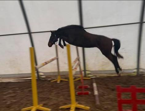 3jarig springpaard merrie, Animaux & Accessoires, Chevaux, Jument, Non dressé, 160 à 165 cm, 3 à 6 ans, Cheval de saut, Avec pedigree