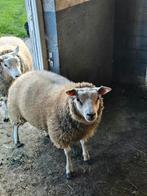 Laatste texel schapen bok te koop !vandaag afhalen!, Dieren en Toebehoren