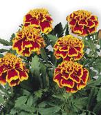 Graines de Tagetes, Tuin en Terras, Bloembollen en Zaden, Ophalen, Zaad