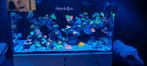 Zeeaquarium zonder levende haven wegens groter gaan, Dieren en Toebehoren, Vissen | Aquaria en Toebehoren, Ophalen of Verzenden