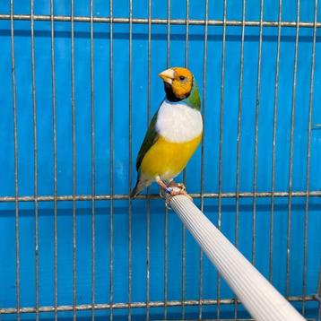 Gouldamadines beschikbaar voor biedingen