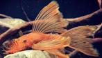 Gezocht: Longfin super red ancistrus, Dieren en Toebehoren, Vissen | Aquariumvissen, Vis, Zoetwatervis