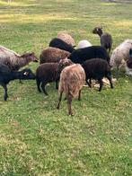 Ouessant schaapjes, Dieren en Toebehoren, Schapen, Geiten en Varkens