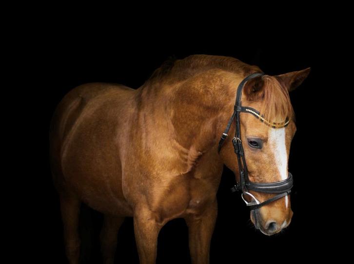 Ruin 13 jaar 1m65 - ideaal recreatiepaard, Dieren en Toebehoren, Paarden, Ruin, Zadelmak, 165 tot 170 cm, 11 jaar of ouder, Recreatiepaard