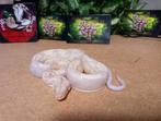 1.0Moonglow img nk 25, Dieren en Toebehoren, Reptielen en Amfibieën