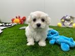 Nestjes Maltezer pups - kleine taille, België, Maltezer, CDV (hondenziekte), 8 tot 15 weken
