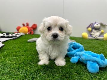 Portée de chiots Bichon Maltais - petite taille, Bichon maltais, Plusieurs, Parvovirose, Belgique