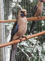 Blauwe Pennant pop, Dieren en Toebehoren, Vogels | Parkieten en Papegaaien