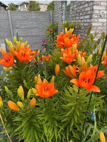 Lilium  beschikbaar voor biedingen