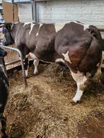 Wit-Blauwe dikbil koe, Animaux & Accessoires, Bovins, 3 à 6 ans, Femelle