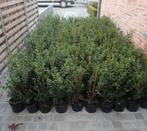 ‼️Osmanthus Burkwoodii aan stuntprijzen ☎️0474 32 53 54‼️, Enlèvement, Taxus