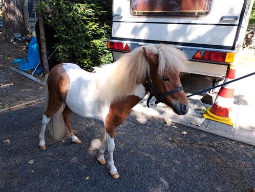 Mooie miniatuur paardjes, Dieren en Toebehoren, Pony's, Hengst, Niet van toepassing, Met stamboom