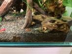 Sulawesi slakken, Dieren en Toebehoren, Vissen | Aquariumvissen, Kreeft, Krab of Garnaal, Zoetwatervis