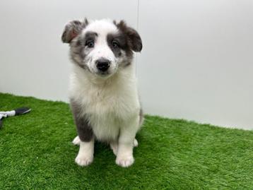 Kruising Shetland Sheepdog pup beschikbaar voor biedingen