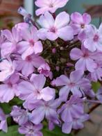 Grote potten Phlox , lees beschrijving, Vaste plant, Halfschaduw, Zomer, Ophalen