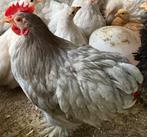 Koppel kippen, Dieren en Toebehoren