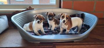 Jack Russel pups beschikbaar voor biedingen