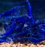 Neocaridina Blue Sapphire, Dieren en Toebehoren, Vissen | Aquariumvissen, Kreeft, Krab of Garnaal, Zoetwatervis