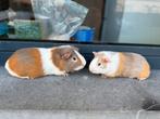 Jonge cavia’s, Dieren en Toebehoren, Knaagdieren, Cavia, Mannelijk, Tam, Oktober