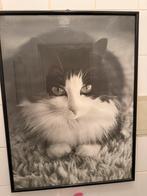 Kader met foto poes 62x83cm, Antiek en Kunst, Ophalen