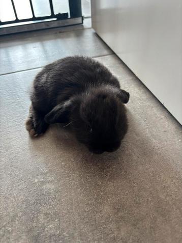 Baby hangoor konijntje beschikbaar voor biedingen