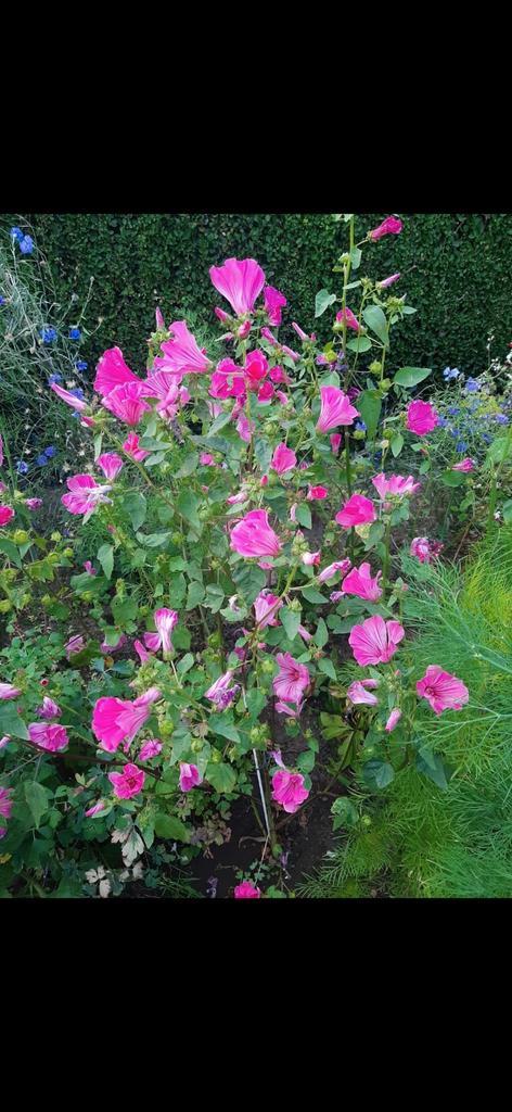 Planten Lavatera winterhard, Tuin en Terras, Planten | Tuinplanten, Ophalen