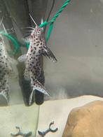 katvis gratis op te halen, Dieren en Toebehoren, Vissen | Aquariumvissen