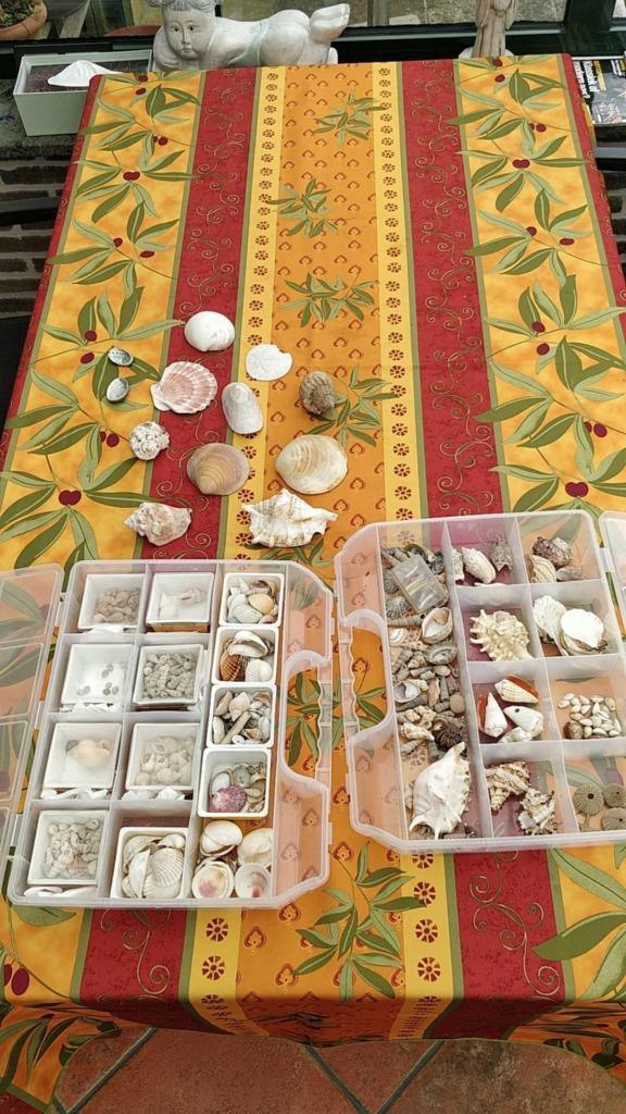 Interessante schelpen verzameling, Verzamelen, Mineralen en Fossielen, Schelp(en), Ophalen