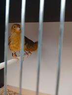 Te koop 2 mooie kanaries popjes zoeken een nieuwe thuis, Dieren en Toebehoren, Vogels | Kanaries