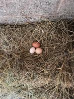Biologische kippeneieren gekweekt in de open lucht, Nieuw