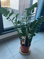 Kamerplant zamioculcas 80cm, Plante verte, Enlèvement