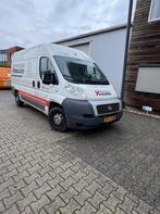 Bedrijfsauto, Fiat, Ducato, wit, Autres modèles, Achat, Entreprise, Autres carburants