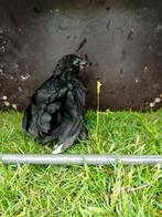 Ukkelse baardkriel koppel, Dieren en Toebehoren, Pluimvee, Meerdere dieren, Kip