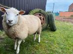 Schapenbok, Dieren en Toebehoren