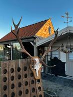 Groot gewei schedel hertengeweien, Antiek en Kunst, Ophalen