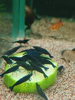 Hobbyaquarium  Blue davidi Sapphire high grade garnalen, Dieren en Toebehoren, Vissen | Aquariumvissen, Kreeft, Krab of Garnaal