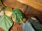 Python Regius man, Dieren en Toebehoren, Reptielen en Amfibieën | Toebehoren, Ophalen of Verzenden