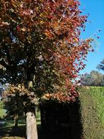 Rode esdoorn, Tuin en Terras, Planten | Bomen, Ophalen