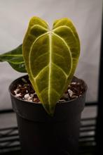 Anthurium Crystallinum x Regale kloon #1, Huis en Inrichting, Kamerplanten, Ophalen of Verzenden