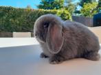 Minilop, Dieren en Toebehoren, Konijnen, Mannelijk, Dwerg, Hangoor, 0 tot 2 jaar